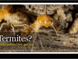 Pest Control Hot Springs Ar Advanced Pest Control Pest Control and Removal Hot