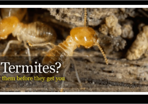 Pest Control Hot Springs Ar Advanced Pest Control Pest Control and Removal Hot