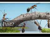 Pest Control Hot Springs Ar Advanced Pest Control Pest Control and Removal Hot