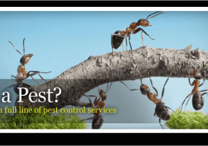 Pest Control Hot Springs Ar Advanced Pest Control Pest Control and Removal Hot