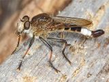 Pest Control Woodbridge Va File Robber Fly Efferia Albibarbis Leesylvania State Park