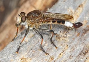 Pest Control Woodbridge Va File Robber Fly Efferia Albibarbis Leesylvania State Park