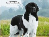 Pet Shops In Beaumont Tx Dog News April 16 2010 by Dog News issuu