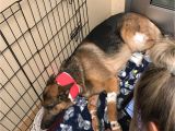 Pet Shops In Beaumont Tx Dog Shot Multiple Times Saved 16 Year Old Owner From Burglary