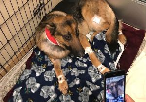 Pet Shops In Beaumont Tx Dog Shot Multiple Times Saved 16 Year Old Owner From Burglary