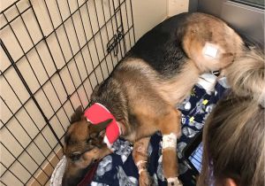 Pet Shops In Beaumont Tx Dog Shot Multiple Times Saved 16 Year Old Owner From Burglary