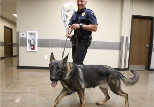 Pet Shops In Beaumont Tx Hewitt Pd Welcomes New Drug Dog Hewitt Wacotrib Com