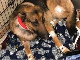 Pet Stores In Beaumont Texas Dog Shot Multiple Times Saved 16 Year Old Owner From Burglary