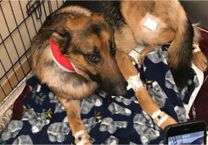 Pet Stores In Beaumont Texas Dog Shot Multiple Times Saved 16 Year Old Owner From Burglary
