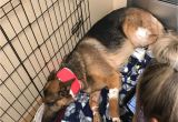 Pet Stores In Beaumont Texas Dog Shot Multiple Times Saved 16 Year Old Owner From Burglary