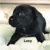 Pet Stores In Beaumont Texas Dogs for Adoption In Keller Texas Petcurious