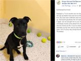 Pet Stores In southeast Texas Dog Survives Euthanasia attempt Gets New Home