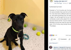 Pet Stores In southeast Texas Dog Survives Euthanasia attempt Gets New Home