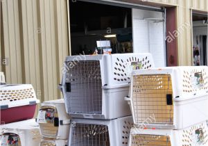 Pet Stores In southeast Texas Pet Shop Dog Usa Stock Photos Pet Shop Dog Usa Stock Images Alamy