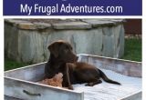 Pet Supplies Beaumont Tx Diy Dog Bed Tutorial Best Of My Frugal Adventures Blog Pinterest
