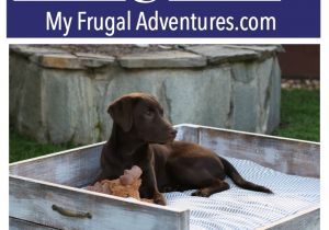 Pet Supplies Beaumont Tx Diy Dog Bed Tutorial Best Of My Frugal Adventures Blog Pinterest