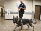 Pet Supplies Beaumont Tx Hewitt Pd Welcomes New Drug Dog Hewitt Wacotrib Com