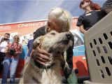 Pet Supplies Beaumont Tx Nearly 60 Photos Of Animals Being Rescued From Harvey Flooding