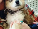 Pets In Beaumont Texas 76 Best Dogs Images On Pinterest Fluffy Pets Siberian Huskies and