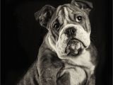 Pets In Beaumont Texas Boris English Bulldog Puppy Awwww Photograph by Marco Koopman