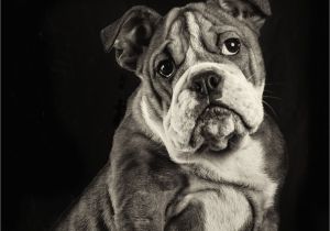 Pets In Beaumont Texas Boris English Bulldog Puppy Awwww Photograph by Marco Koopman