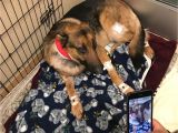 Pets In Beaumont Texas Dog Shot Multiple Times Saved 16 Year Old Owner From Burglary