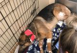 Pets In Beaumont Texas Dog Shot Multiple Times Saved 16 Year Old Owner From Burglary