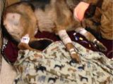 Pets In Beaumont Texas Dog Shot Multiple Times Saved 16 Year Old Owner From Burglary