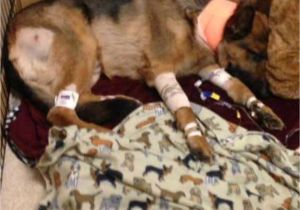 Pets In Beaumont Texas Dog Shot Multiple Times Saved 16 Year Old Owner From Burglary