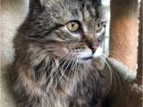 Pets In Beaumont Texas Maine Coon Cat for Adoption In Houston Texas Joah Declawed