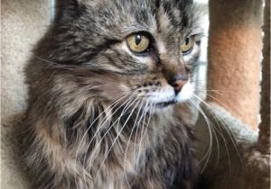 Pets In Beaumont Texas Maine Coon Cat for Adoption In Houston Texas Joah Declawed