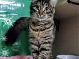 Pets In Beaumont Texas Maine Coon Cats for Adoption In Houston Texas Petcurious