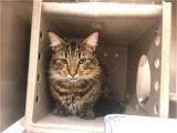 Pets In Beaumont Texas Maine Coon Domestic Short Hair Cat for Adoption In Texas City