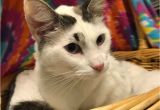 Pets In Beaumont Texas Siamese Maine Coon Cat for Adoption In Beaumont Texas Sunshine
