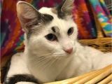 Pets In Beaumont Texas Siamese Maine Coon Cat for Adoption In Beaumont Texas Sunshine