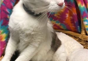 Pets In Beaumont Texas Siamese Maine Coon Cat for Adoption In Beaumont Texas Sunshine