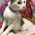 Pets In Beaumont Texas Siamese Maine Coon Cat for Adoption In Beaumont Texas Sunshine