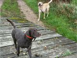 Pets without Partners In Redding Ca Blog Shasta Land Trust