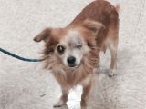 Pets without Partners In Redding Ca Robert is A 5 to 6 Year Old 8 Pound Long Haired Chihuahua He is A