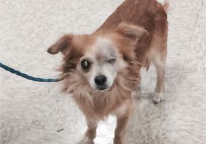 Pets without Partners In Redding Ca Robert is A 5 to 6 Year Old 8 Pound Long Haired Chihuahua He is A