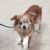 Pets without Partners In Redding Ca Robert is A 5 to 6 Year Old 8 Pound Long Haired Chihuahua He is A