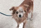 Pets without Partners Redding Ca Robert is A 5 to 6 Year Old 8 Pound Long Haired Chihuahua He is A