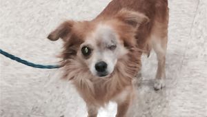 Pets without Partners Redding Ca Robert is A 5 to 6 Year Old 8 Pound Long Haired Chihuahua He is A