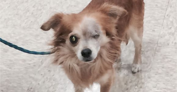 Pets without Partners Redding Ca Robert is A 5 to 6 Year Old 8 Pound Long Haired Chihuahua He is A