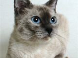 Pets without Partners Redding Ca Serena is A 2 Year Old Female Cream Silverpoint Siamese Mix She