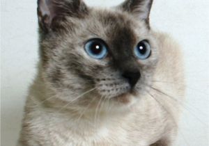 Pets without Partners Redding Ca Serena is A 2 Year Old Female Cream Silverpoint Siamese Mix She