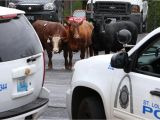 Pick A Part E St Louis Cattle that Escaped From St Louis Slaughterhouse are Headed to