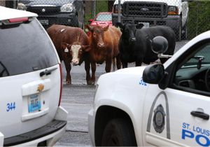 Pick A Part E St Louis Cattle that Escaped From St Louis Slaughterhouse are Headed to