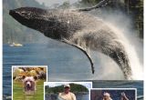 Pick N Pull Vancouver northern Vancouver island Visitors Guide by north island Gazette