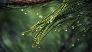 Pine Straw Cumming Ga Cumming Ga Pine Straw Pine Straw Service In Cumming Georgia